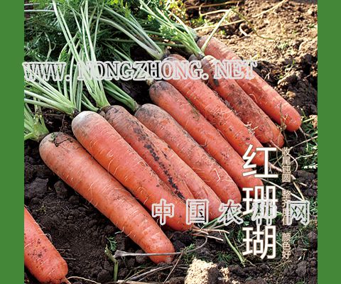 红珊瑚